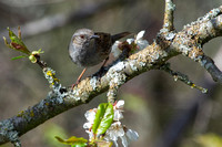 Heckenbraunelle (m) - Hedge Sparrow (m)