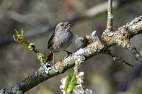 Heckenbraunelle (m) - Hedge Sparrow (m)-2