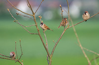 Feldsperlinge - Tree Sparrows